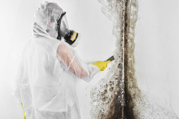 Best Attic Mold Removal  in Holly Hills, CO